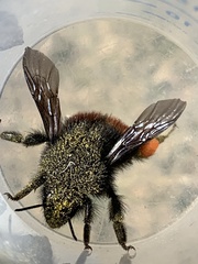 Bombus