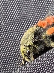 Bombus
