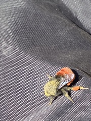 Bombus