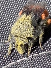 Bombus