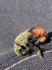 Bombus