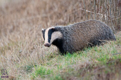 European Badger photo 4