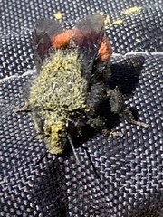 Bombus