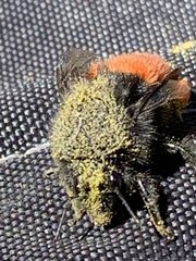 Bombus
