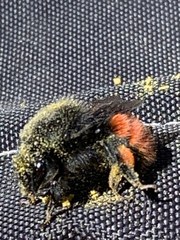 Bombus