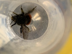 Bombus