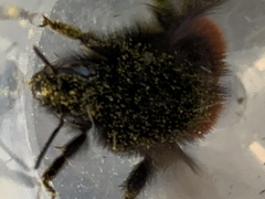 Bombus