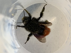 Bombus