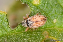 Malvapion malvae