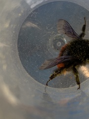 Bombus