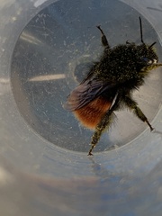 Bombus