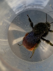 Bombus
