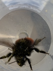 Bombus