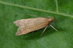 Helcystogramma lutatella