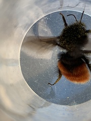 Bombus