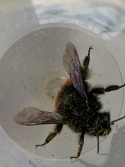 Bombus
