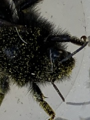 Bombus