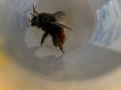 Bombus