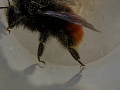 Bombus