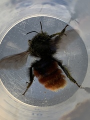 Bombus