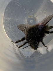 Bombus