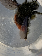Bombus