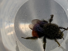Bombus