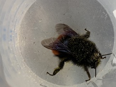 Bombus