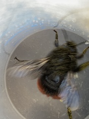 Bombus