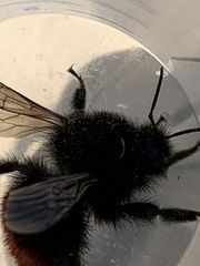 Bombus