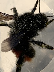 Bombus