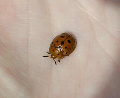 Chelymorpha phytophagica