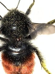 Bombus