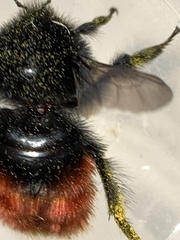 Bombus