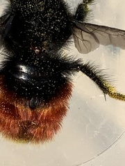 Bombus