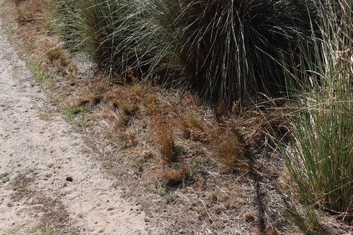 Image of Juncus capensis by (c) Tony Rebelo, some rights reserved (CC BY-SA)