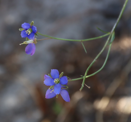Image of Heliophila linearis by (c) Tony Rebelo, some rights reserved (CC BY-SA)