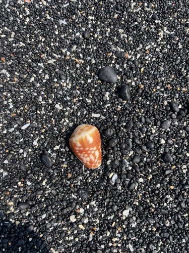 Conus catus observed 2025-03-01