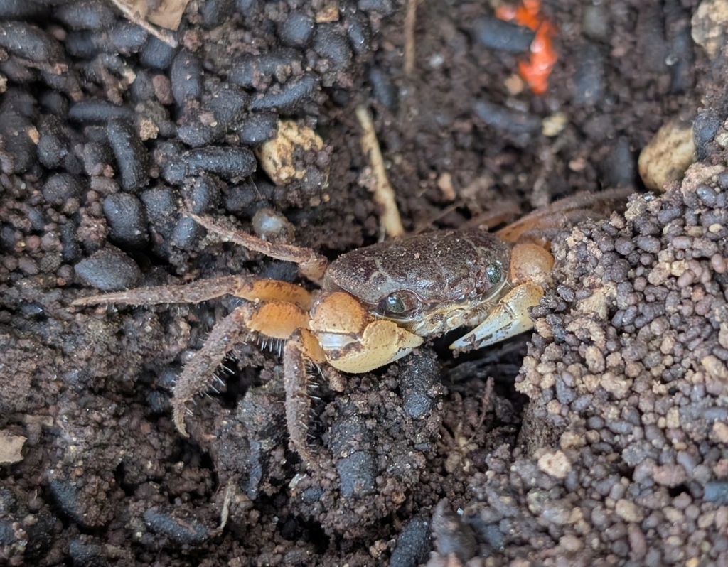 Blue Crab (Tuerkayana hirtipes)