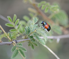 Megalostomis pyropyga