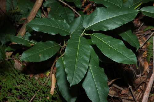 Image of Ficus virens by (c) Greg Tasney, some rights reserved (CC BY-SA)