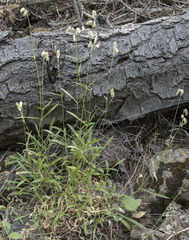 Silene douglasii douglasii