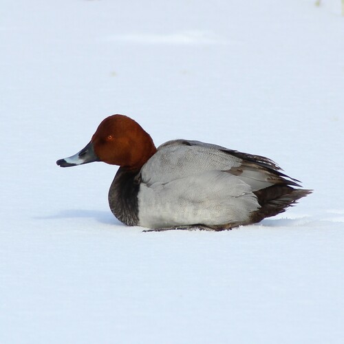 Porrón europeo (Aythya ferina)