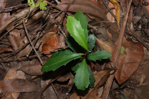 Image of Myrsine variabilis by (c) Greg Tasney, some rights reserved (CC BY-SA)