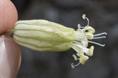 Silene douglasii douglasii