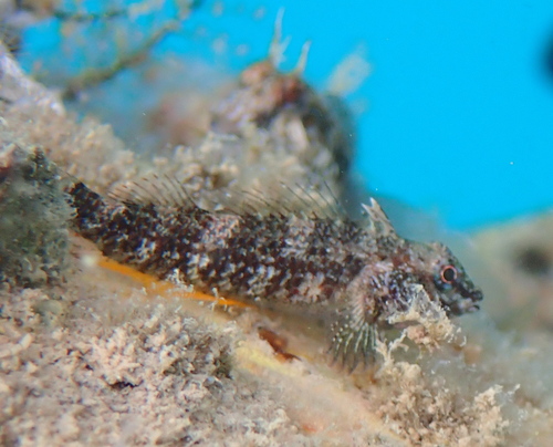 Black triplefin (Enneapterygius niger) — Tripterygiidae