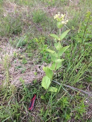 Asclepias ovata