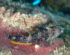 Black Triplefin photo 2