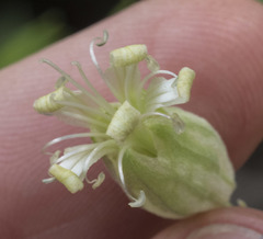 Silene douglasii douglasii
