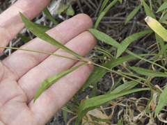 Silene douglasii douglasii